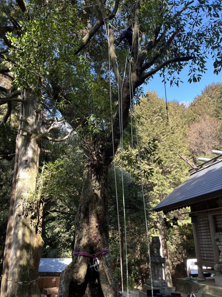 高木剪定