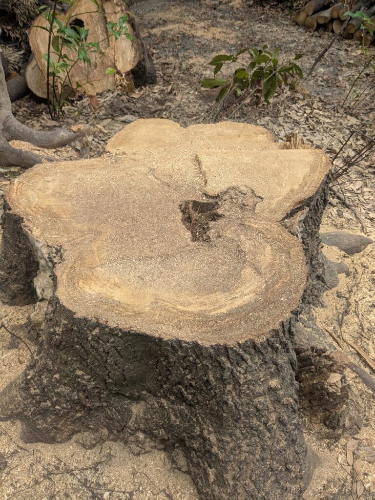 伐採